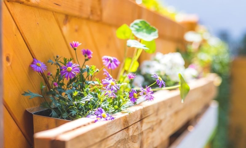 img.230815 flores